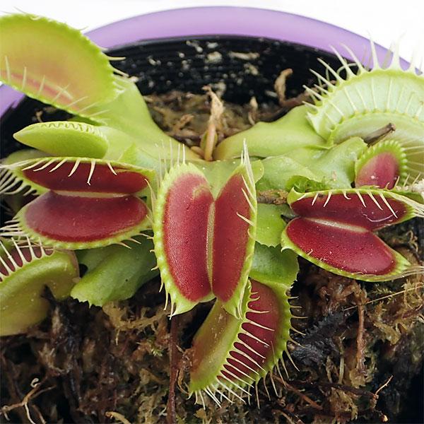 観葉植物 食虫植物 ハエトリソウ ディオネア 3 5号鉢植え 12周年記念イベントが