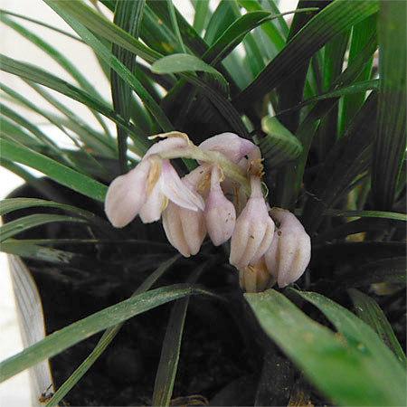 70 Offアウトレット 草花の苗 リュウノヒゲ 玉竜 タマリュウ ギョクリュウ 2 5号ポット12株セット Whitesforracialequity Org