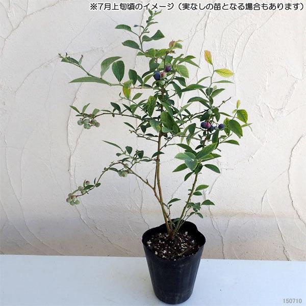 果樹の苗 ブルーベリー ホームベル 5号ポット 548 園芸ネット 通販 Yahoo ショッピング