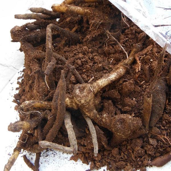 プランターでも採れる ミョウガの育て方 日当たりの悪いベランダでも栽培可能な香味野菜 農業 ガーデニング 園芸 家庭菜園マガジン Agri Pick