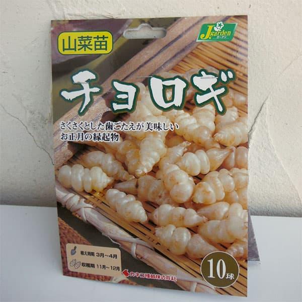野菜の苗 チョロギ 野菜球根パック 10球入り | 