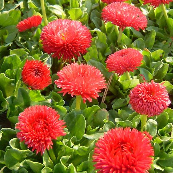 草花の苗 デージー チロリアンデージー レッド3.5号ポット | 