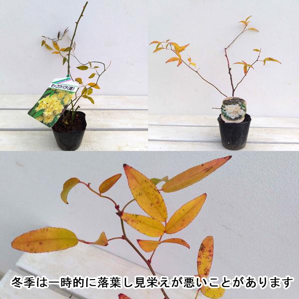 バラの苗 モッコウバラ 白花八重3 3 5号ポット3株セット 543 園芸ネット 通販 Yahoo ショッピング