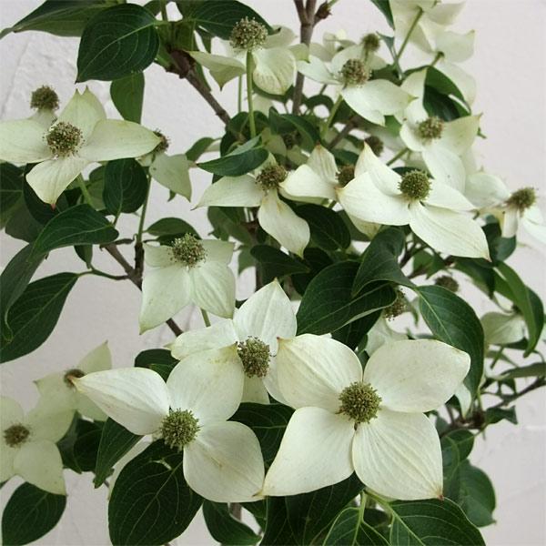 1399円 人気定番の 花木 庭木の苗 ヤマボウシ ミルキーウェイ6号ポット