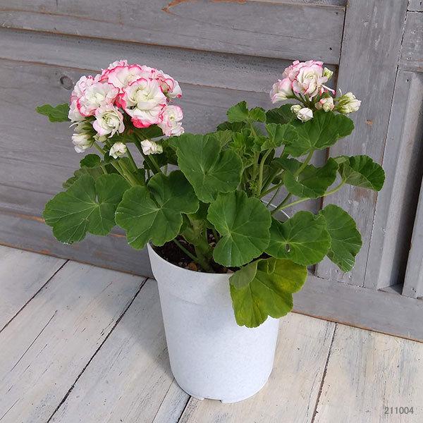 草花の苗 6月上旬頃 ゼラニウム ローズバッド アップルブロッサム4号鉢植え 580 園芸ネット 通販 Yahoo ショッピング