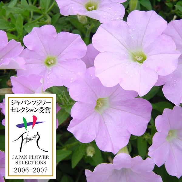 Title Off 草花の苗 ランドスケープペチュニア さくらさくら3 5号ポット12株セット Globescoffers Com