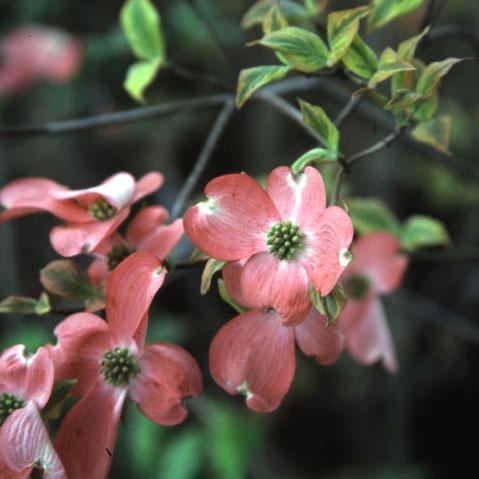 花木 庭木の苗 ハナミズキ チェロキーサンセット5号ポット 苗木 植木