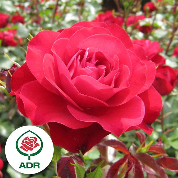 バラの苗 シュラブローズ スーリール ドゥ モナリザ大苗 Grupozayneducacional Com Br