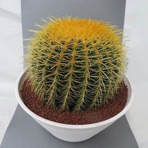 最適な価格 観葉植物 サボテンの王様 金シャチ キンシャチ 金鯱 10号セラアート鉢植え メーカー包装済 Atinkaonline Com