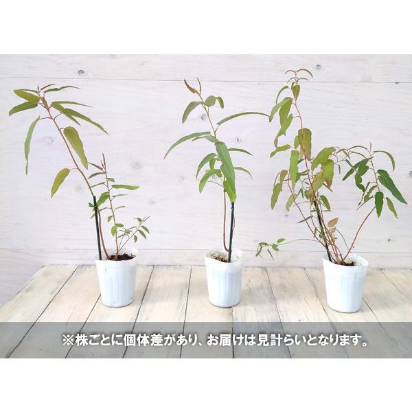 国内正規総代理店アイテム 花木 庭木の苗 ユーカリ レモンユーカリ3 3 5号ポット Flyingjeep Jp