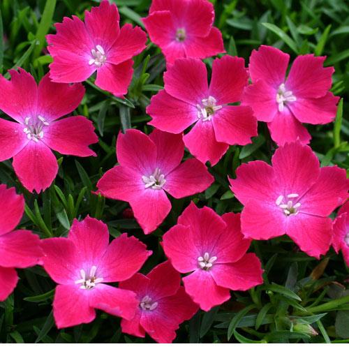 草花の苗 ナデシコ 花はなスカーレット3号ポット2株セット Sale 67 Off