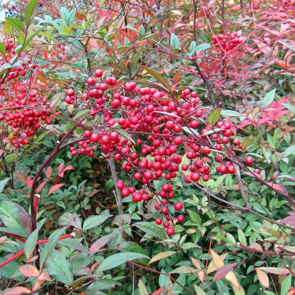花木 庭木の苗 ナンテン(南天） 赤実3-3.5号ポット | 