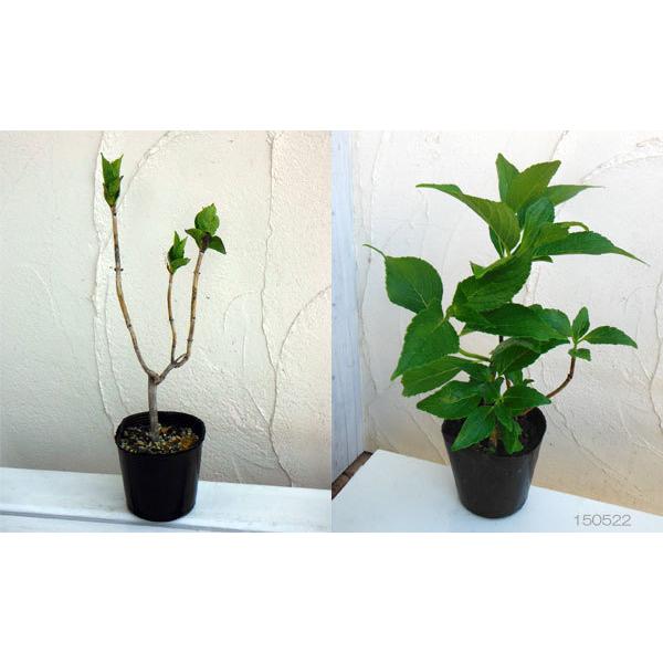 最適な材料 花木 庭木の苗 ガクアジサイ 隅田の花火 スミダノハナビ 3 3 5号ポット Hi Tech Boutique