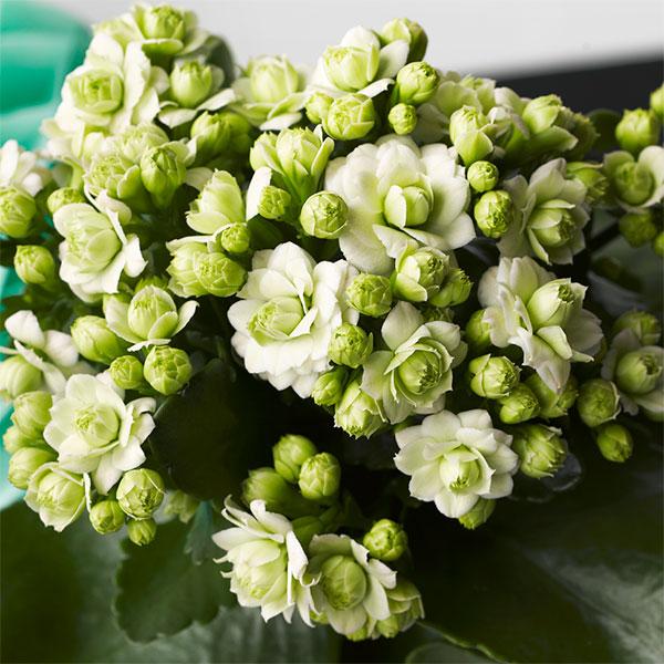 カランコエ クイーンモアフラワーズ パリ4号鉢入り | 