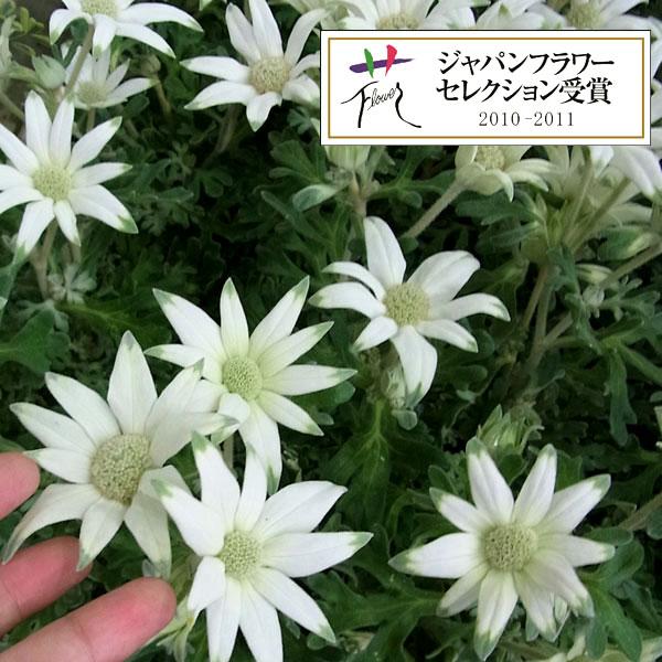 草花の苗 フランネルフラワー エンジェルスター3.5号ポット | 