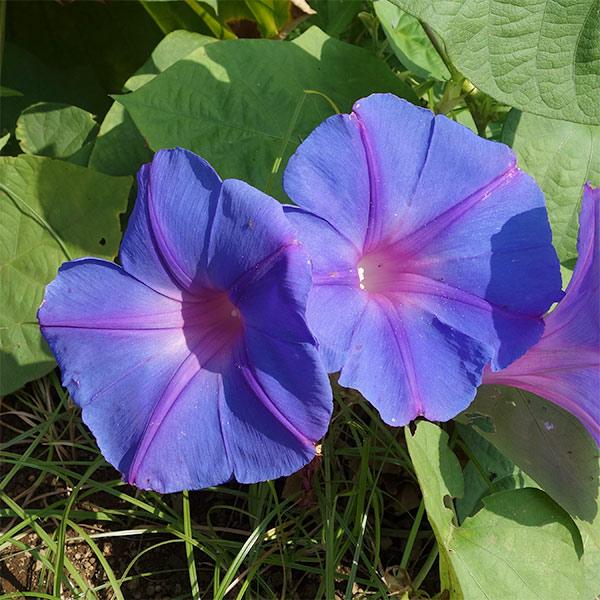 957円 非売品 草花の苗 アサガオ イポメア 宿根朝顔オーシャンブルー3 5号ポット6株セット