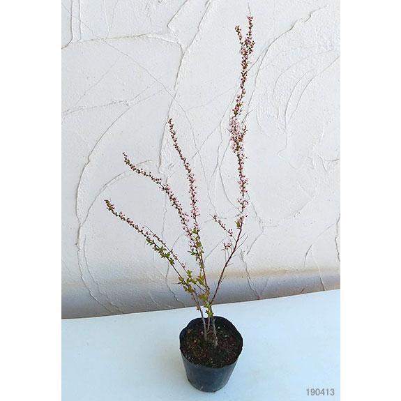 花木 庭木の苗 ユキヤナギ 雪柳 ピンク4 5号ポット 6781 園芸ネット 通販 Yahoo ショッピング