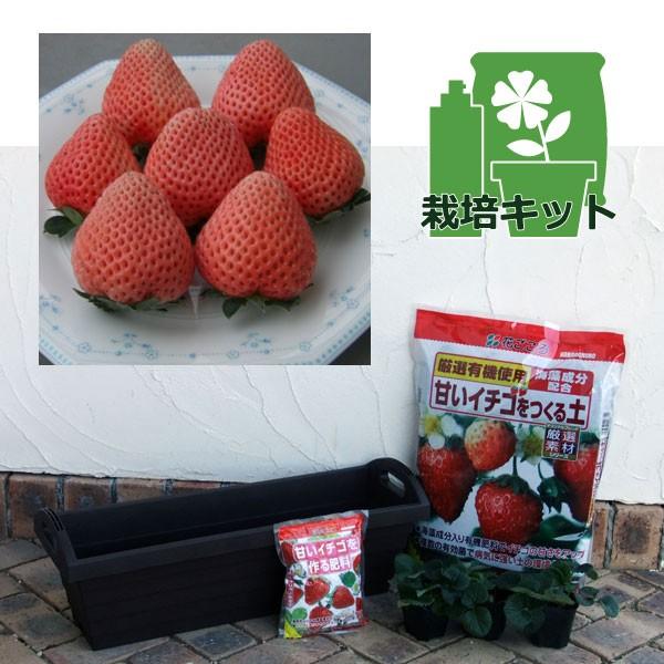 野菜の苗 いちごプランター栽培セット イチゴ とうくん 桃薫 3株セット 園芸ネット 通販 Yahoo ショッピング