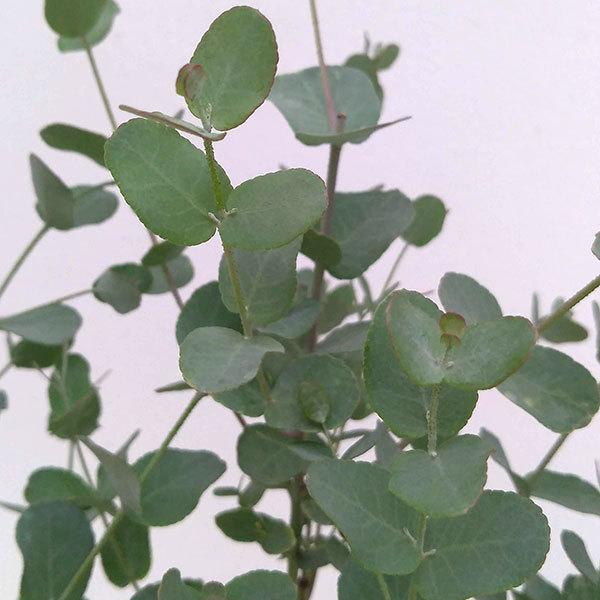 花木 庭木の苗 ユーカリ グニーユーカリ 4号ポット サイダーガム 即日出荷