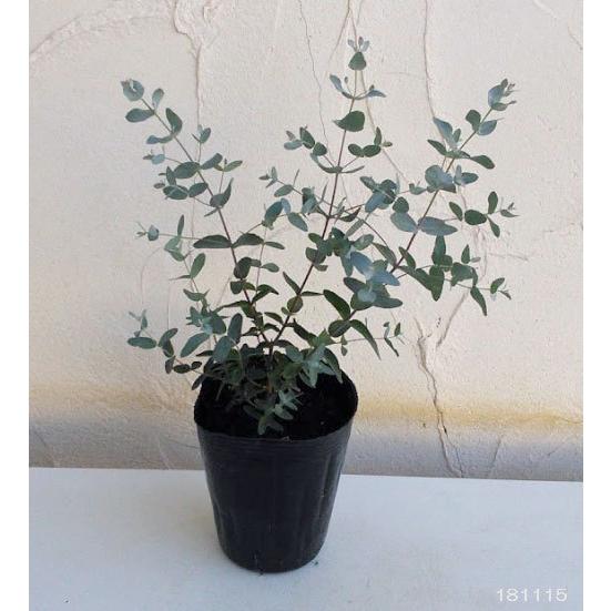 花木 庭木の苗 ユーカリ グニーユーカリ 4号ポット サイダーガム 即日出荷