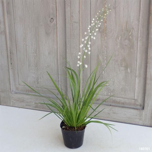 70 Off 山野草の苗 野州花石菖2 5 3号ポット Wantannas Go Id