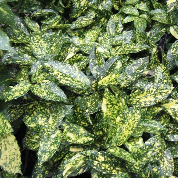 日本産 花木 庭木の苗 アオキ スターダスト5号ポット樹高30cm 8株セット 送料無料 超人気 Mettemaltha Dk