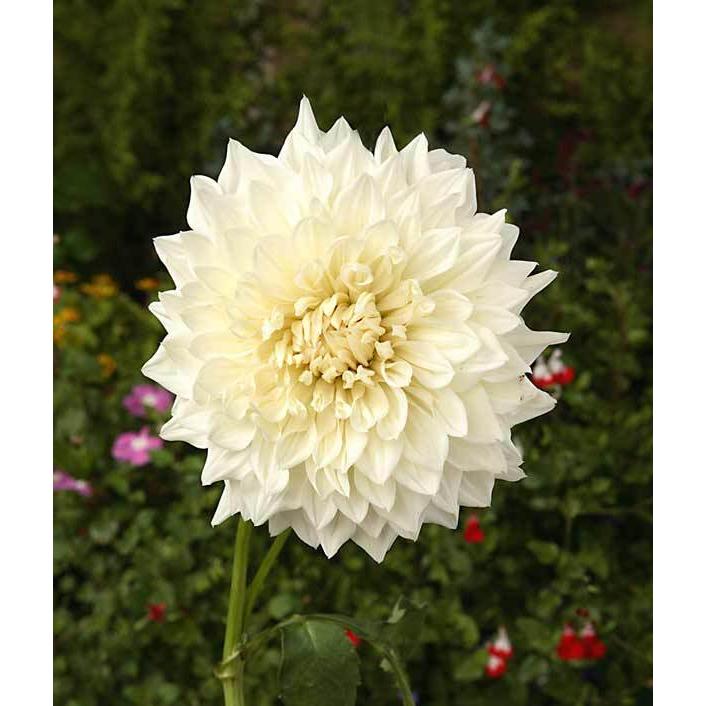 開店祝い 球根 ダリア 白陽 はくよう 白 1球入り Wantannas Go Id