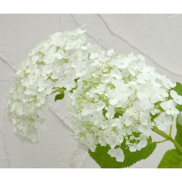 花木 庭木の苗 アジサイ アナベルジャンボ インクレディボール 5号ポット 759 園芸ネット 通販 Yahoo ショッピング