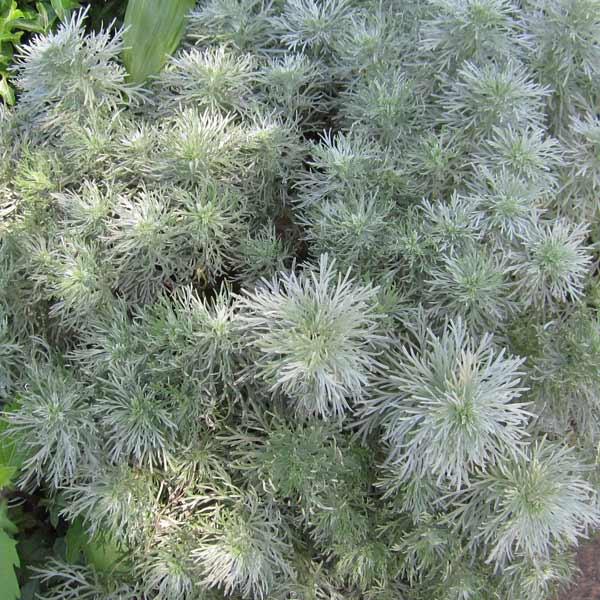 年中無休 草花の苗 3号ポット アルテミシア アサギリソウ 花