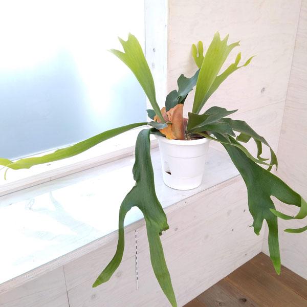 新色追加 観葉植物 コウモリラン ネザランズ5号鉢入り