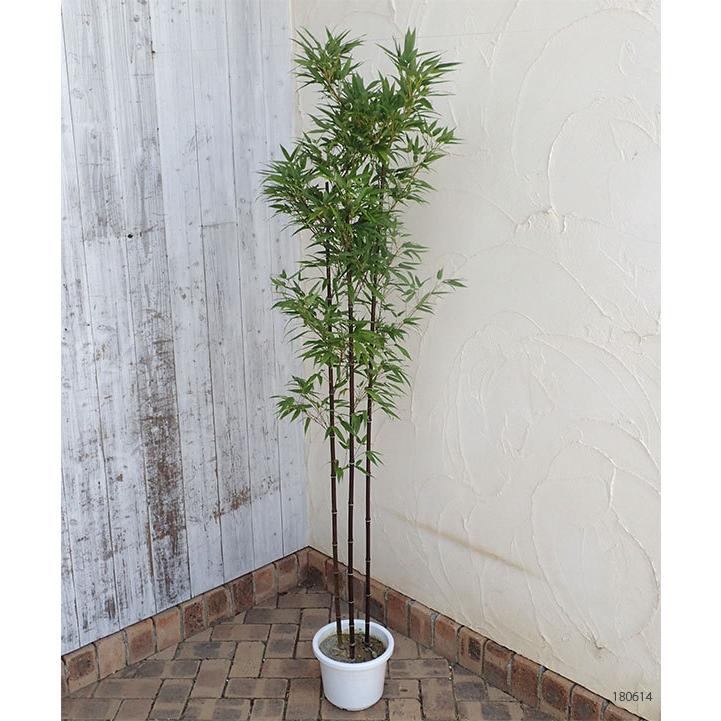 2973円 お買得 花木 庭木の苗 クロチク 黒竹 3本立ち8号鉢植え