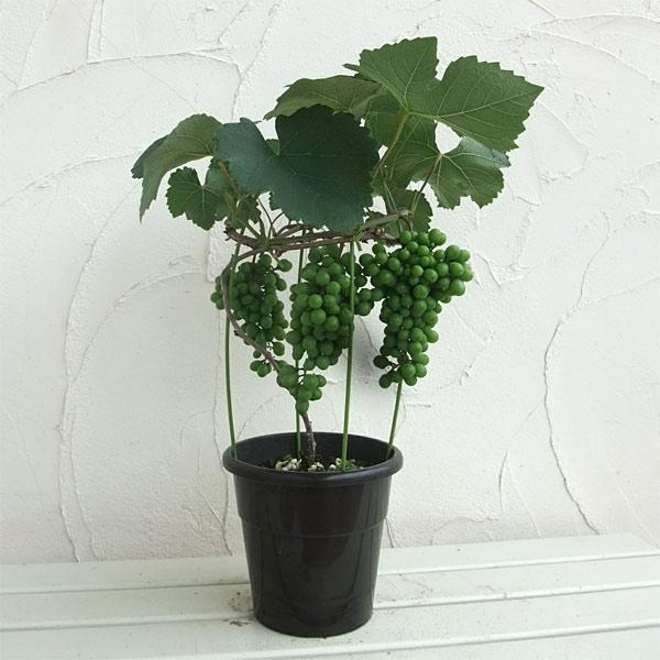 果樹の苗/ブドウ:タノレッド 6号鉢植え 実付き