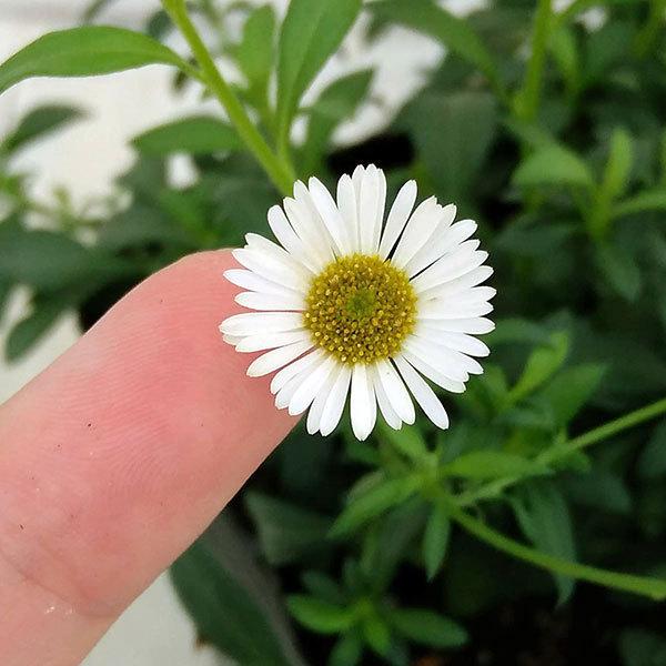 ブランド買うならブランドオフ 草花の苗 エリゲロン 3 3 5号ポット 6株セット Originaljustturkey Com