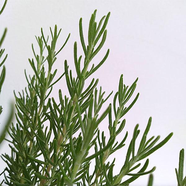 ハーブの苗 ローズマリー 立性 マジョルカピンク6号ポット 園芸ネット 通販 Yahoo ショッピング