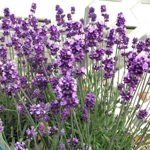 育てやすく香りがよいイングリッシュラベンダー ギガランキングｊｐ