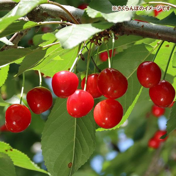 果樹の苗 サクランボ さおり4〜5号ポット接木苗 | 