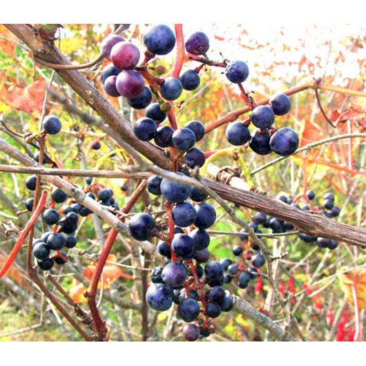 北の山葡萄　苗木　5本 果樹の苗/ヤマブドウ（山葡萄・山ぶどう）オス木（オス）接木苗4