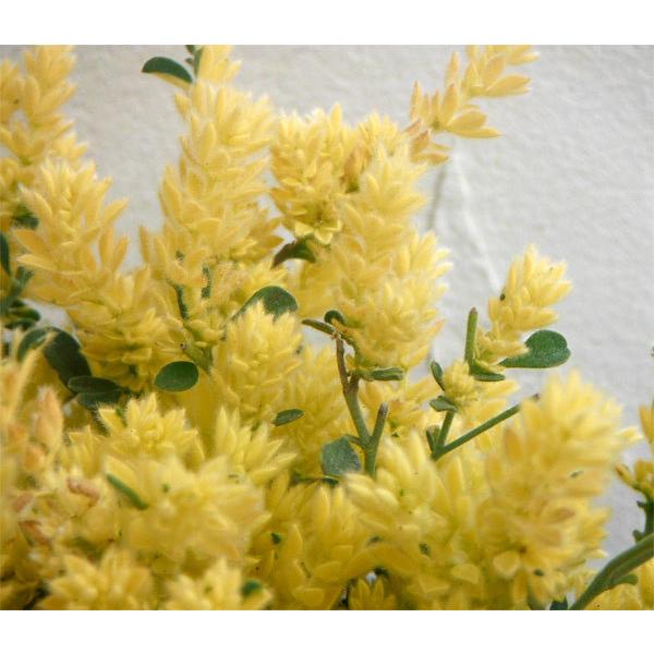 草花の苗 ロータス ブリムストーン3号ポット 6株セット 園芸ネット 通販 Yahoo ショッピング