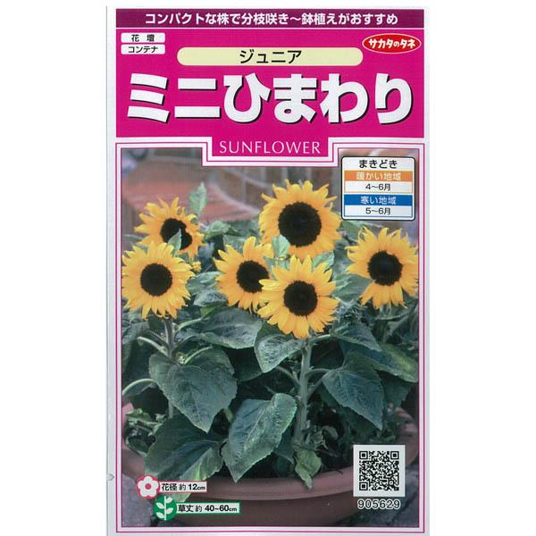 ひまわり ミニひまわり ジュニア 矮性種 サカタ 花タネ Sicspace Net