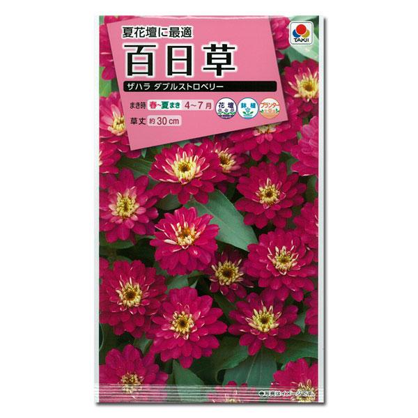104円 注目の福袋 百日草 ジニア 夏花壇に最適 ザハラ ダブルストロベリー タキイ 花タネ