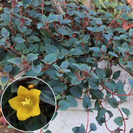 トラスト 草花の苗 リシマキア ペルシャンチョコレート3号ポット