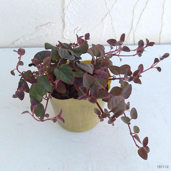 ランキングや新製品 草花の苗 リシマキア ペルシャンチョコレート3号ポット