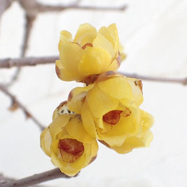 花木 庭木の苗 ロウバイ 満月（まんげつ）4〜5号ポット | 