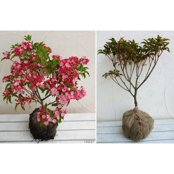 花木 庭木の苗 カルミア オスボレッド根巻き樹高30 40cm 869 園芸ネット 通販 Yahoo ショッピング
