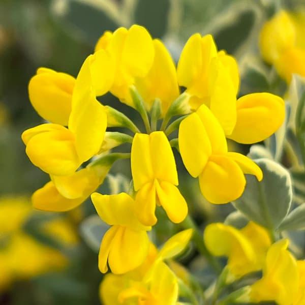 草花の苗 コロニラ バレンティーナ・バリエガータ（斑入りエニシダ）2.5-3号ポット | 