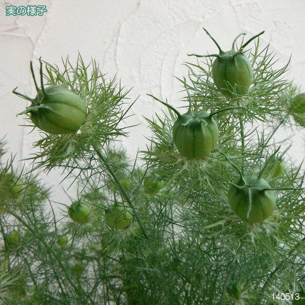 超安い ニゲラ 黒種草 グリーンマジック5号鉢植え