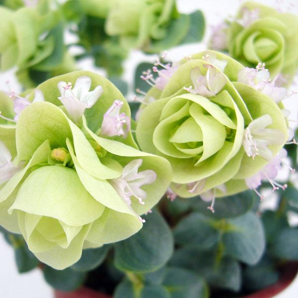 草花の苗 花オレガノ ロタンディフォリウム3号ポット 2株セット（Yahoo!・園芸ネット）