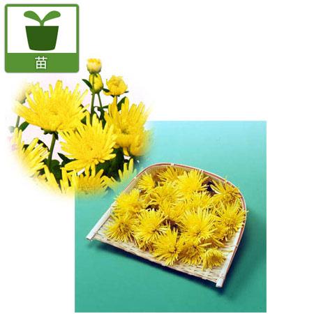 737円 輸入 野菜の苗 食用菊 黄 松風 2 5号ポット 6株セット