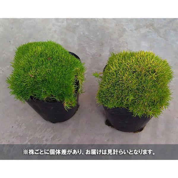 サギナ アイリッシュモス ライトグリーン3号ポット 6ポットセット 園芸ネット 通販 Yahoo ショッピング