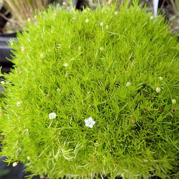 サギナ アイリッシュモス ライトグリーン3号ポット 6ポットセット 園芸ネット 通販 Yahoo ショッピング